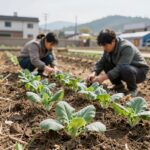 배추 모종 심는 시기에 맞춰 텃밭에 심은 어린 배추 모종 사진