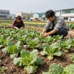 가을 상추 심는시기와 재배 팁 가을 상추 모종 심는 모습