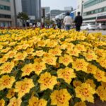 범부채꽃 개화시기와 키우기 꽃말까지 범부채꽃 주황색 바탕 붉은 점박이 무늬와 부채 모양 잎