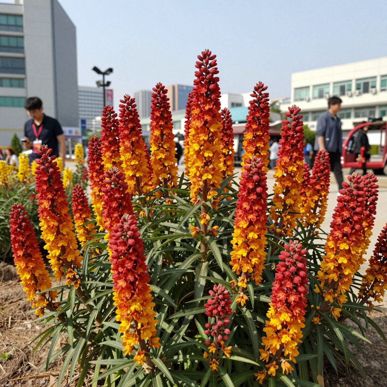 능소화 꽃이 활짝 핀 모습, 붉은 주황색 덩굴식물