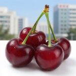 체리자두 효능 제철 먹는법 체리자두 바이오체리 나디아 흑자주색 과일 클로즈업