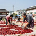 고추 말리는 방법과 보관 팁 고추를 햇볕에 말리는 과정 사진