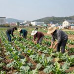가을배추 심는시기 재배 모습