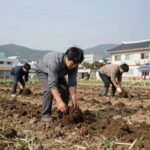 쪽파 심는시기 추석 김장 용도별 맞춤 쪽파 종구 심는 모습과 흙 덮는 높이