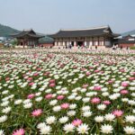 여름 경주여행 수영장 호텔과 꽃 명소 추천 경주 동궁과월지 연꽃단지 여름 꽃밭 풍경 흰색 분홍색 연꽃이 활짝 핀 모습