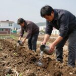 김장무 심는시기 지역별 파종과 재배법 김장무 씨앗을 줄뿌림으로 심는 모습 흙을 얇게 덮고 물을 주는 과정