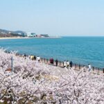 상주해수욕장 봄날 은모래비치 전망대 여행 상주해수욕장 전망대에서 바라본 유채꽃밭과 에메랄드빛 바다