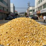 초당옥수수 전자레인지 3분 완성 아삭 달콤 전자레인지에 넣기 전 껍질을 남긴 초당옥수수와 조리 후 탱글한 알맹이 모습