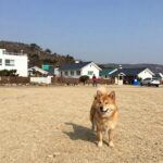 태안 애견동반 펜션 추천과 팁 태안 애견동반 펜션 전경과 반려견