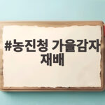 농진청 가을감자 재배 통씨감자로 수확량 높이는 방법 농진청 가을감자 재배