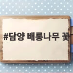 담양 배롱나무 꽃