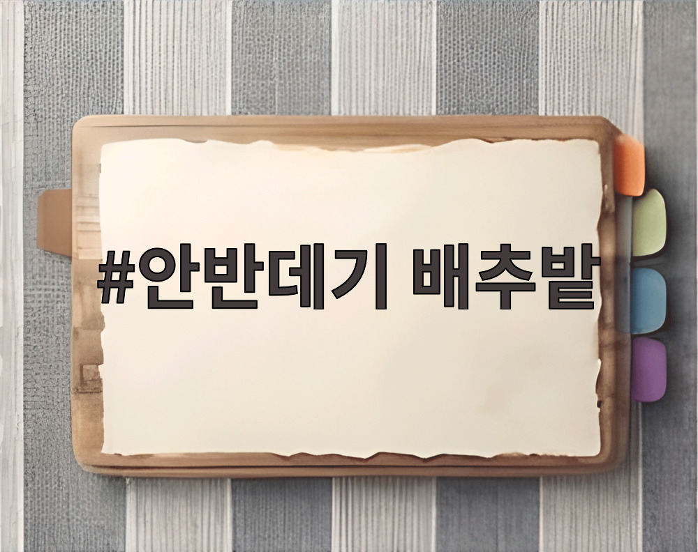 안반데기 배추밭