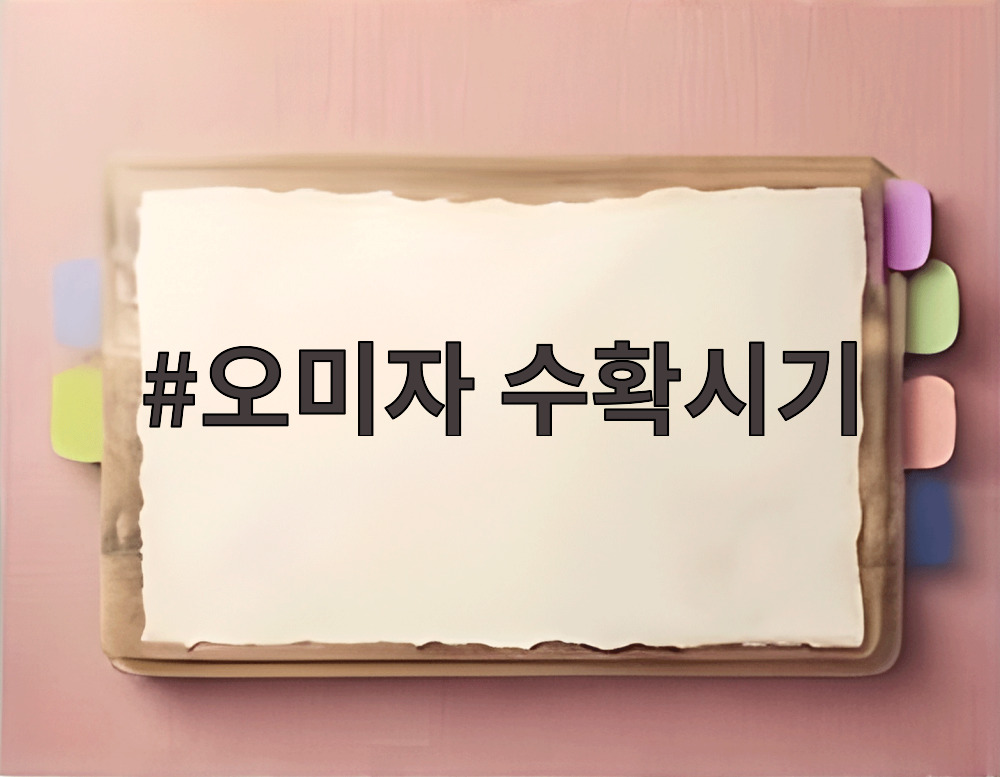 오미자 수확시기