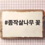 좀작살나무 꽃 개화시기와 키우는 방법 좀작살나무 꽃