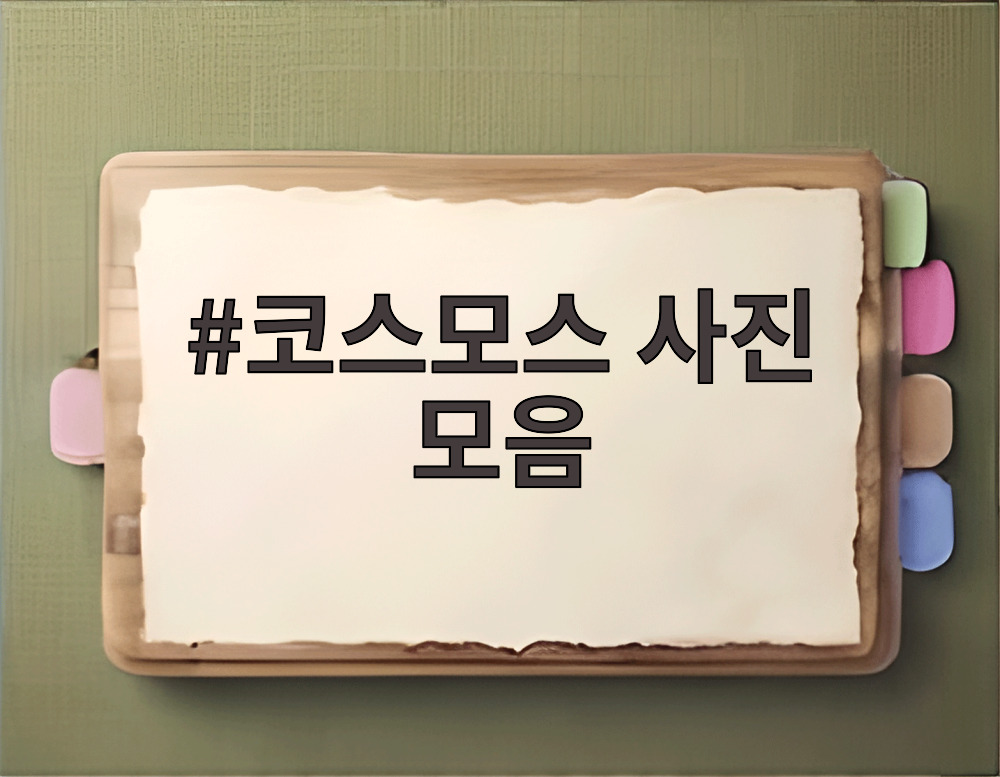 코스모스 사진 모음