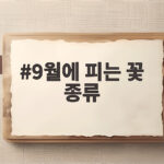 9월에 피는 꽃 종류와 가을꽃 감상 정보 9월에 피는 꽃 종류