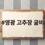영광 고추장 굴비 맛과 선물 이유 영광 고추장 굴비