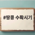 땅콩 수확시기와 캐는 요령 완벽 정리 땅콩 수확시기