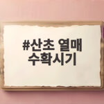 산초 열매 수확시기 언제가 좋을까 산초 열매 수확시기