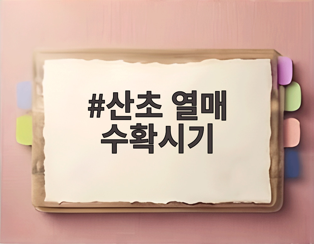 산초 열매 수확시기