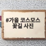가을 코스모스 꽃길 사진