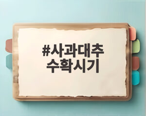 사과대추 수확시기