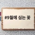 9월에 심는 꽃