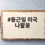 둥근잎 미국 나팔꽃 구분 방법과 특징 둥근잎 미국 나팔꽃