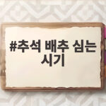 추석 배추 심는 시기와 재배 성공법 추석 배추 심는 시기