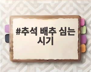 추석 배추 심는 시기