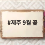 제주 9월 꽃 명소와 가을 여행 제주 9월 꽃