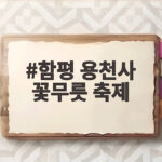 함평 용천사 꽃무릇 축제 절정 시기 함평 용천사 꽃무릇 축제