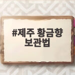 제주 황금향 보관법 이것만 기억하면 한 달도 싱싱해요 제주 황금향 보관법