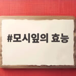 모시잎의 효능 몰랐던 놀라운 영양과 먹는 방법 모시잎의 효능