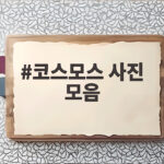 코스모스 사진 모음