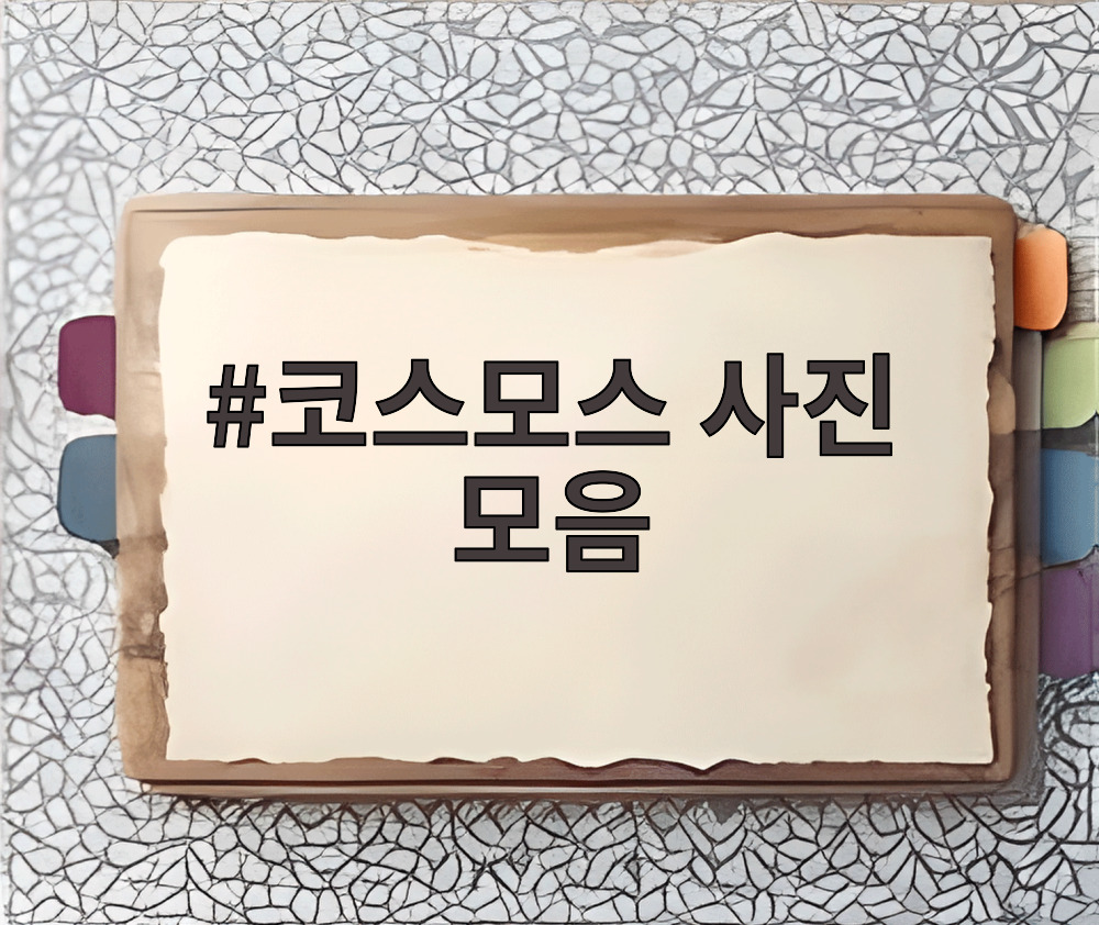 코스모스 사진 모음
