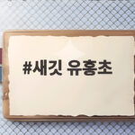 새깃 유홍초 별 모양 꽃의 매력과 키우기 이야기 새깃 유홍초