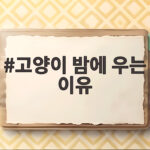 고양이 밤에 우는 이유 새벽 울음의 진짜 원인과 해결책 고양이 밤에 우는 이유