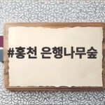 홍천 은행나무숲 10월 한 달만 열리는 황금빛 숲길 방문 정보 홍천 은행나무숲