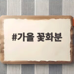 가을 꽃화분으로 베란다를 가득 채우는 방법 가을 꽃화분