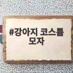 강아지 코스튬 모자 처음 입히는 날 이것만 기억하세요 강아지 코스튬 모자