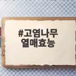 고염나무 열매효능 작은 열매가 주는 놀라운 건강 비결 고염나무 열매효능