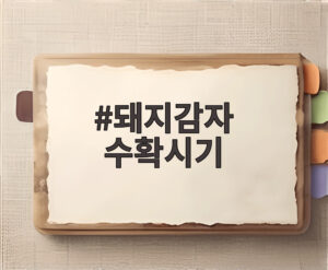 돼지감자 수확시기