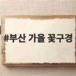 부산 가을 꽃구경 10월 명소와 개화 시기 한눈에 보기 부산 가을 꽃구경
