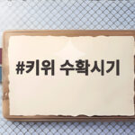 키위 수확시기 궁금하다면 후숙 방법까지 확인하세요 키위 수확시기