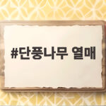 단풍나무 열매 프로펠러처럼 돌며 떨어지는 이유와 구별법 단풍나무 열매