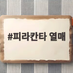 피라칸타 열매 이 붉은 알갱이는 왜 겨울에도 그대로 남아 있을까 피라칸타 열매