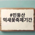 민둥산 억새꽃축제기간