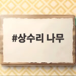 상수리 나무 열매 도토리 차이 알아보고 가을 산책길에서 찾아보세요 상수리 나무