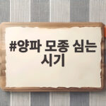 양파 모종 심는 시기 언제가 좋을까 중부 남부 지역별 차이와 심는 방법 양파 모종 심는 시기